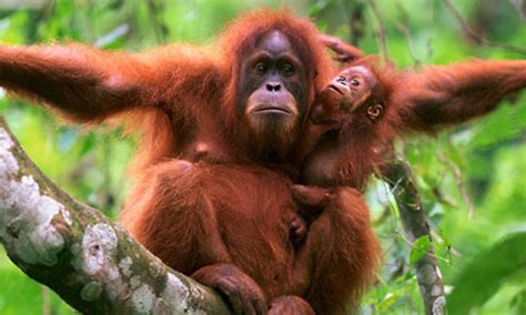 Baby Animals and Their Moms | Stories | WWF