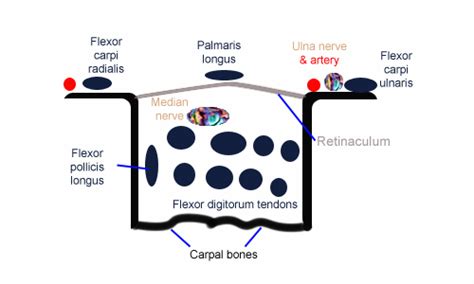 Wrist normal – ULTRASOUNDPAEDIA