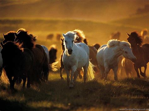 Wild Horses Wallpapers - Top Free Wild Horses Backgrounds - WallpaperAccess