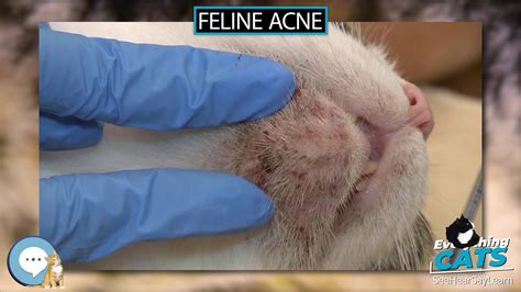 Feline Acne Home Treatment - Homemade Ftempo