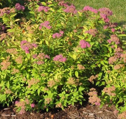 Goldflame Spirea wraps around a stone pedestal and offers a wee bit of ...