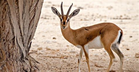 Gazelle - A-Z Animals