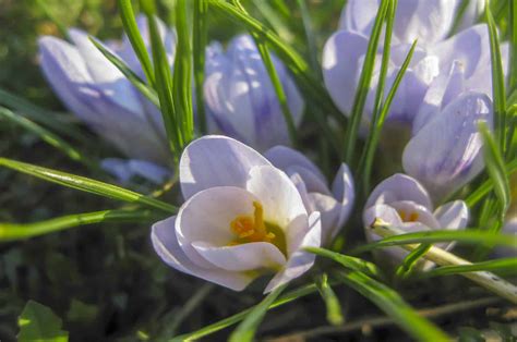 Crocus Bulbs: Varieties, How to Propagate, and Care Guide