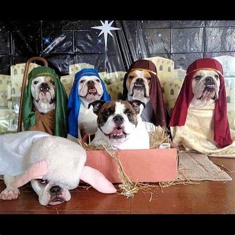 Doggies play Nativity Scene | Bulldog, Cute animals, I love dogs