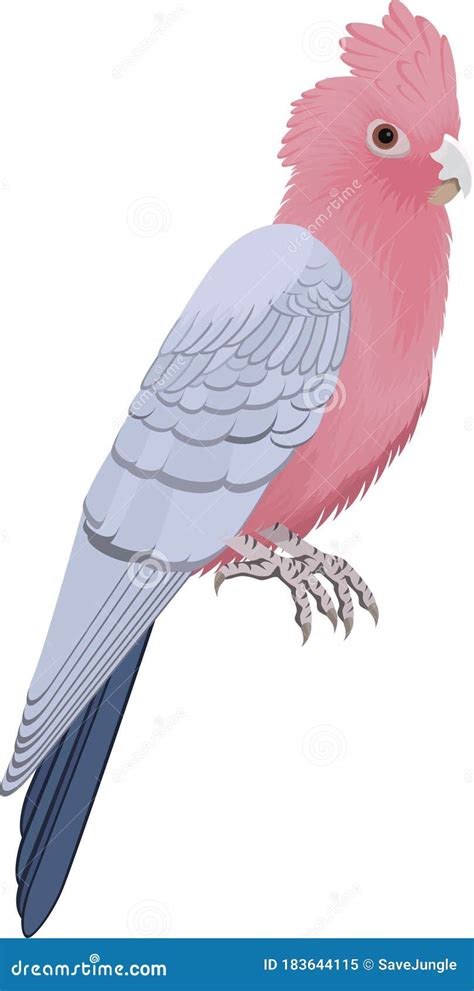 The Galah Parrot, Pink and Grey Cockatoo - Vector Stock Vector - Illustration of australia ...