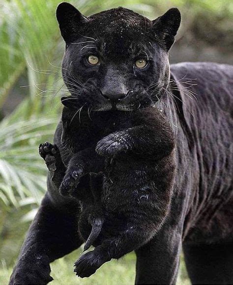 17 Ideas Baby Black Panther Cubs Animals