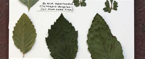 BLACK HAWTHORN - Oaktown Native Plant Nursery