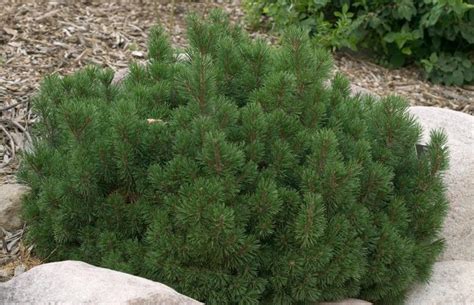 Pine | Gammon's Garden Center & Landscape Nursery