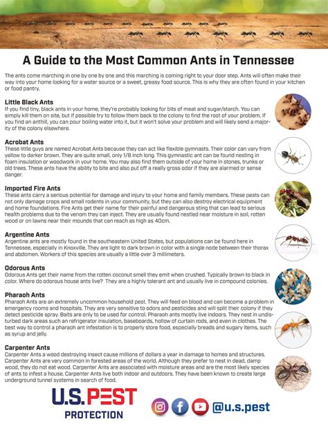 Free Printable Ant Identification Charts [PDF] With Pictures