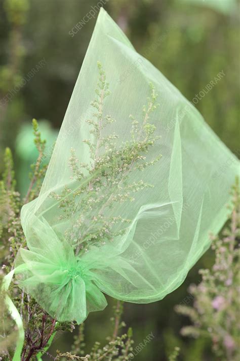 Collecting heather seeds - Stock Image - C029/6544 - Science Photo Library