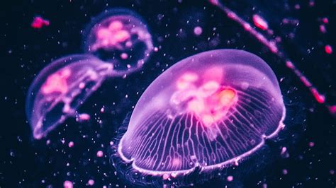 Pink glow, jellyfish , , U 16:9 HD wallpaper | Pxfuel