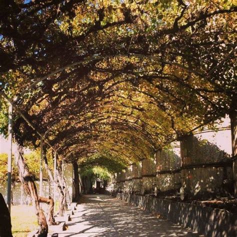 Parras Coahuila. #México #mexico #parras #coahuila #parrascoahuila #trees #nature #naturaleza # ...