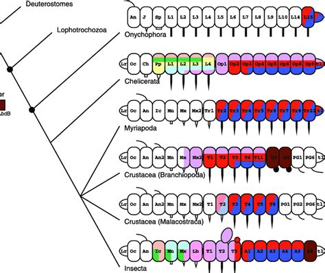 Evolution of the onychophoran-arthropod clade and Hox gene regulation.... | Download Scientific ...