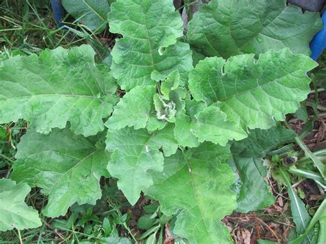 Growing Burdock Root: A Guide to Cultivating and Harvesting the Best ...