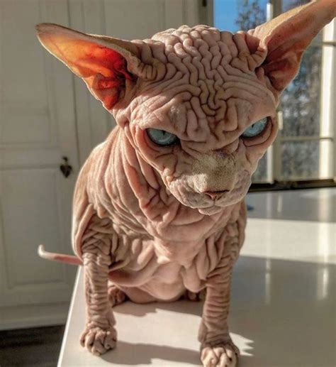 Check Out These Devious-Looking Hairless Wrinkly Cats - DemotiX