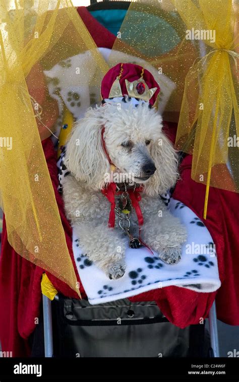 Dogs participate in a dog Halloween costume contest at The Grove ...