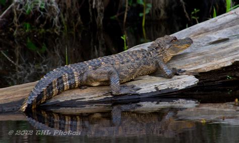 Perfect Time of Year to See the Critters Carriage House Bed and Breakfast