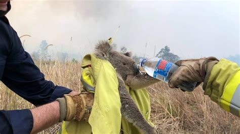 35 Facts About Koala Bush Fire Rescue - Facts.net