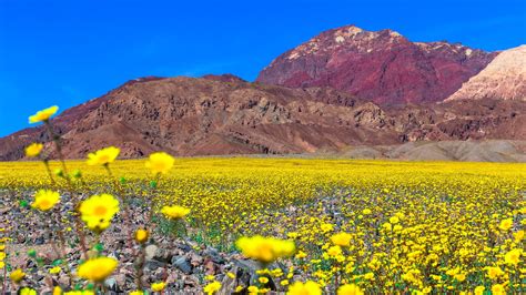 The Death Valley Super Bloom Is Incredible | Gizmodo Australia