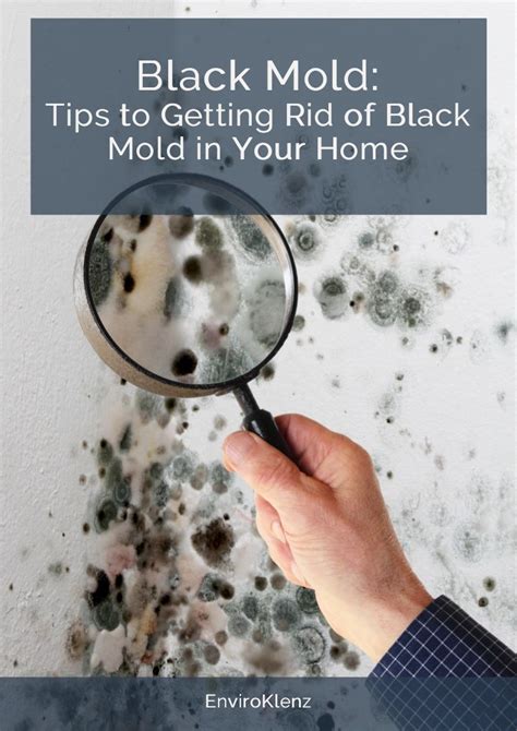 Black Mold: Tips To Getting Rid of Black Mold in Your Home