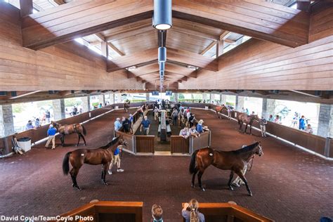 First-Crop Sire Watch Presented By Buckland Sales: 2024 Keeneland September Yearling Sale ...