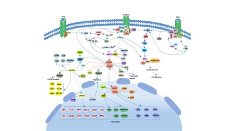 MAPK Erk信号通路signaling pathway-武汉华美生物