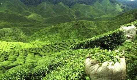 10 Best Tea Plantations in India You Can Explore