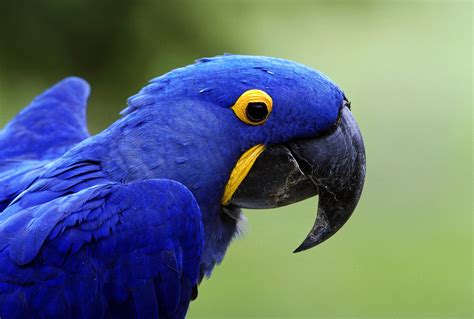 8 Most Intelligent Pet Parrot Species