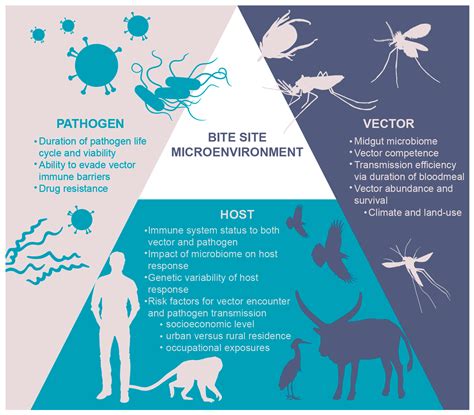 Vector Pathogen at Vectorified.com | Collection of Vector Pathogen free for personal use