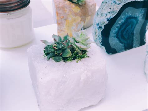 Why Are My Succulent Leaves Falling Off? | A&P Nursery