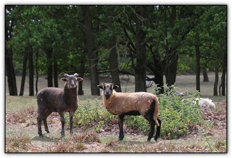 Sheep and their lambs | www.flickr.com/photos/cirkel_der_nat… | Flickr