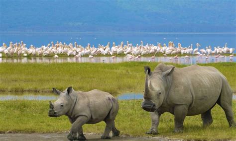 Lake Nakuru National Park | Kenya Tour Destinations