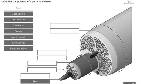 SOLVED: Label the components of a peripheral nerve. Label the components of a peripheral nerve ...