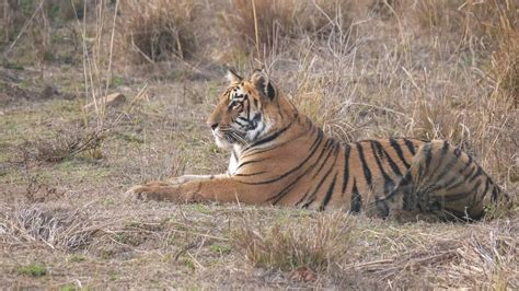 a medium shot of a tiger cub laying down at tadoba andhari tiger reserve in india - Stock Photo ...