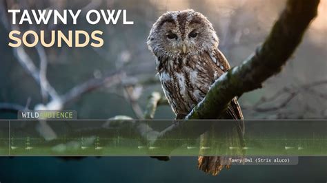 Tawny Owl Call & Sound - The sounds of a Tawny Owl calling at night in ...