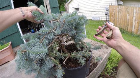 blue spruce pruning first work towards making a bonsai tree how to - YouTube