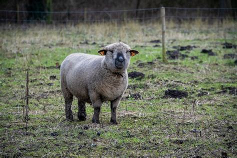 THE FARM: SHEEP AND CHICKEN