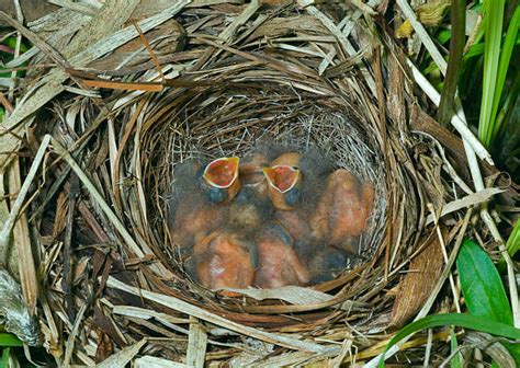 Snow Bunting Nest Stock Photos, Pictures & Royalty-Free Images - iStock