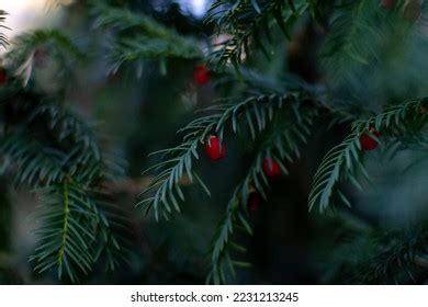 Close Taxus Wallichiana Himalayan Yew Branches Stock Photo 2231213245 ...