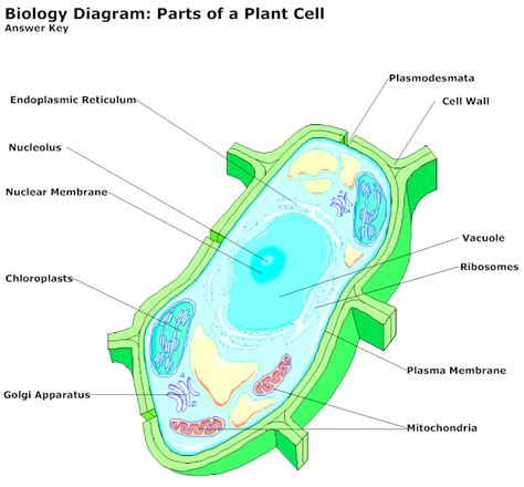 Plant Cell Membrane Diagram