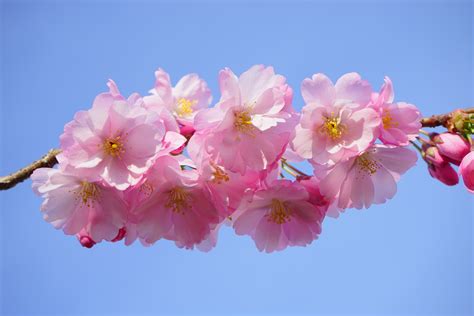 Free Images : tree, branch, flower, petal, spring, produce, color, colorful, pink, flora, cherry ...