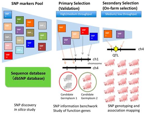 Microarrays | Free Full-Text | Efficient SNP Discovery by Combining Microarray and Lab-on-a-Chip ...