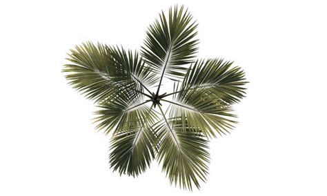 "Palm Tree Shadow" Images – Browse 165 Stock Photos, Vectors, and Video ...