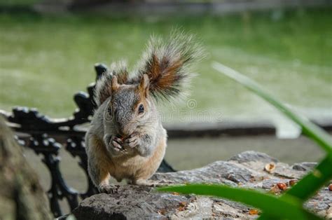 Squirrel Eating Peanuts in a Parc in Mexico City Stock Photo - Image of square, peanuts: 26176450