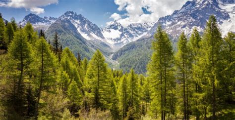 What is coniferous forest? - WhatMaster