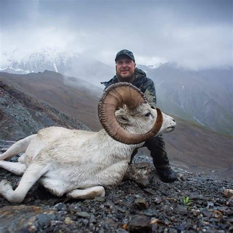 Dall Sheep Hunts – Alaska Adventure Services