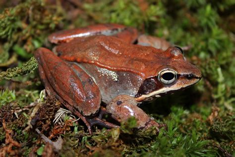 Today is Wood Frog Day! - Meigs Point Nature Center