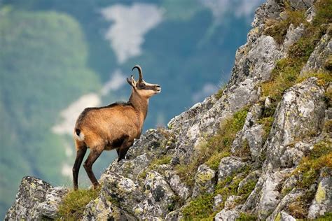 Wildlife Holidays in Italy for 2024/25 - Naturetrek