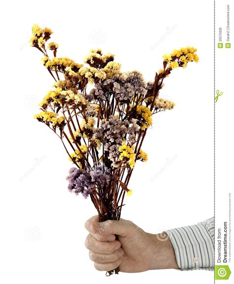 Peace Offering - Man with Dried Flowers Over White Stock Image - Image of concept, sorry: 20575939