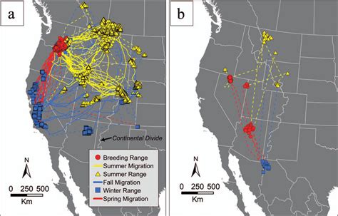 Year-round migration patterns of adult Ferruginous Hawks breeding in ...